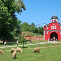 Sheep with the entrance of the Monastary Krusedol